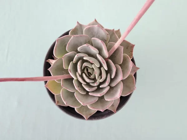 Echeveria catorce