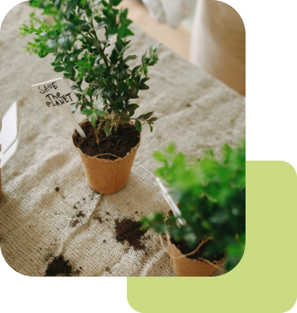 Plant