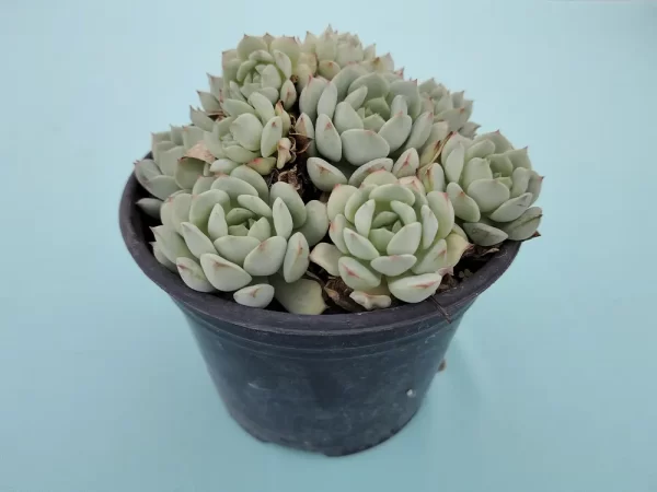 Echeveria derenbergii - Imagen 2