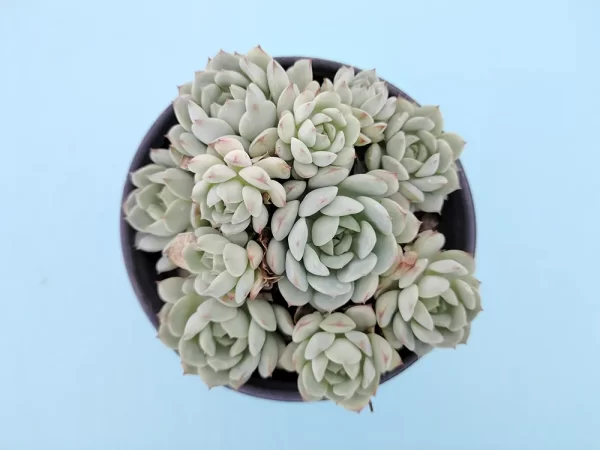 Echeveria derenbergii