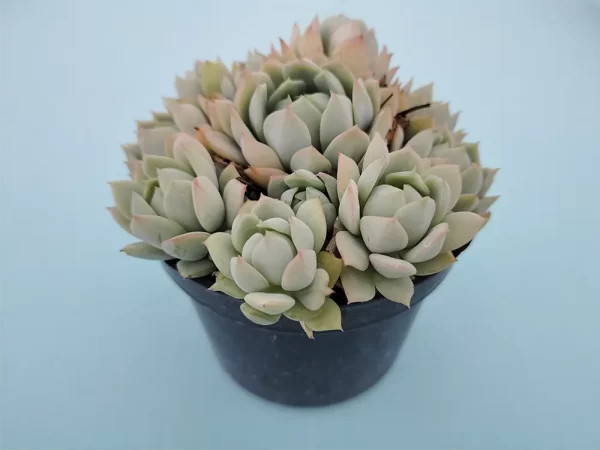 Echeveria. derenbergii selección - Imagen 2