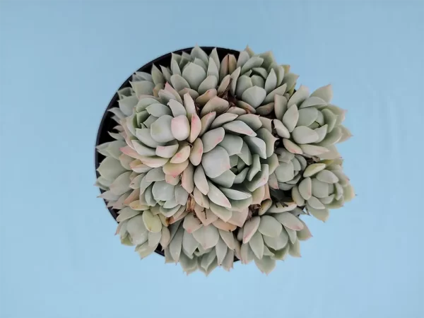 Echeveria. derenbergii selección