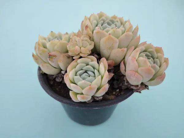 Echeveria elegans