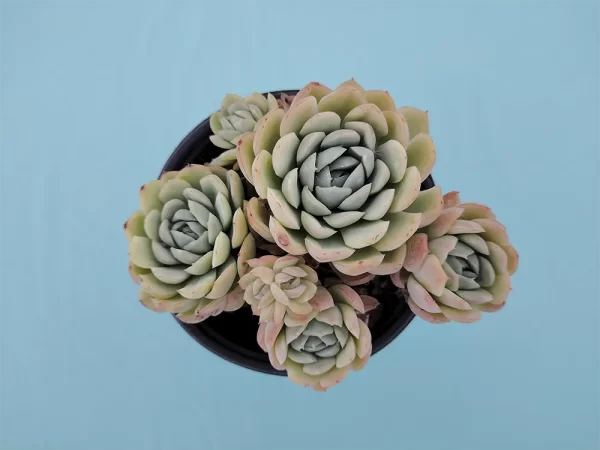 Echeveria elegans - Imagen 3